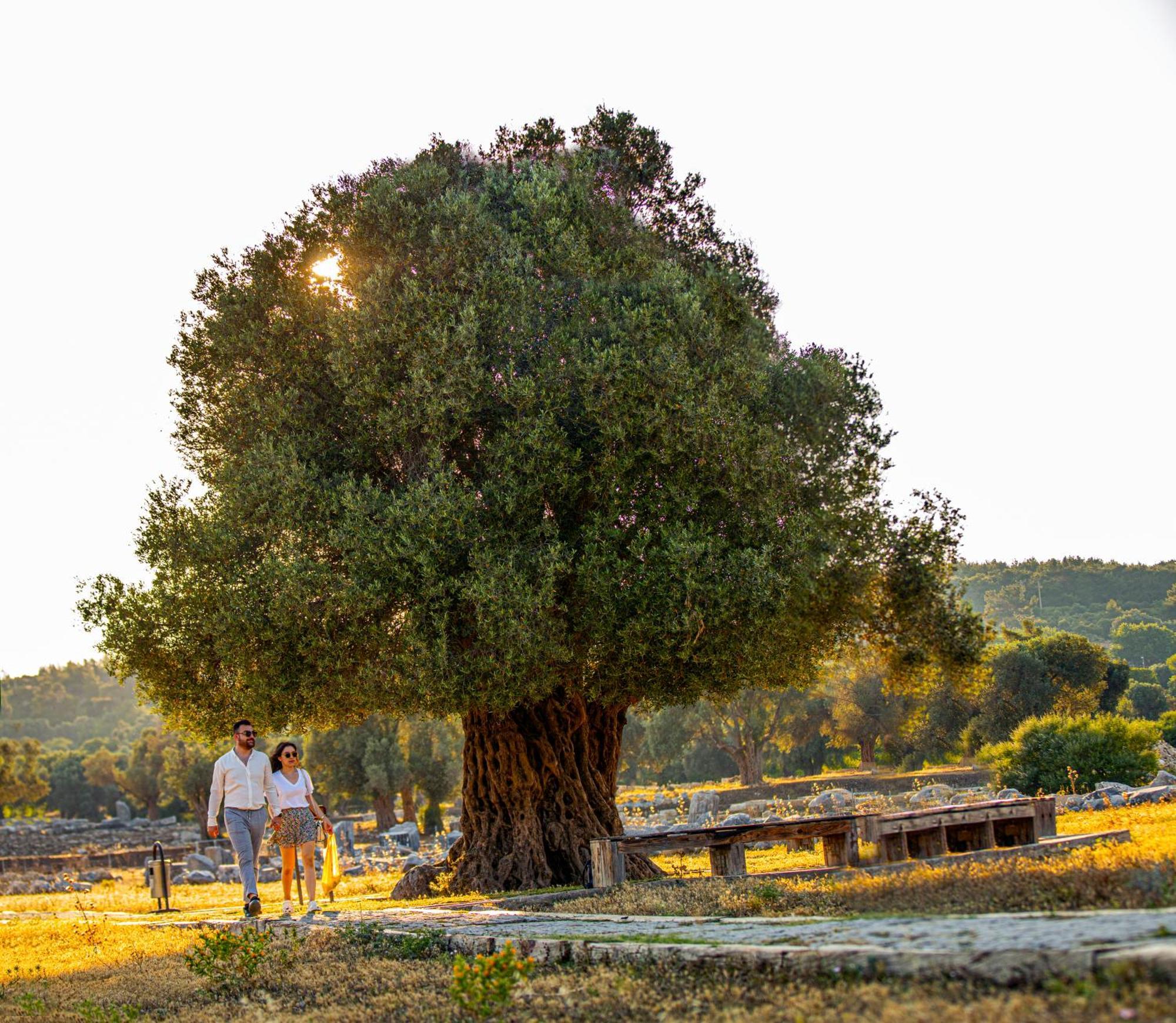 Maya Bistro Hotel & Beach Siğacık Εξωτερικό φωτογραφία
